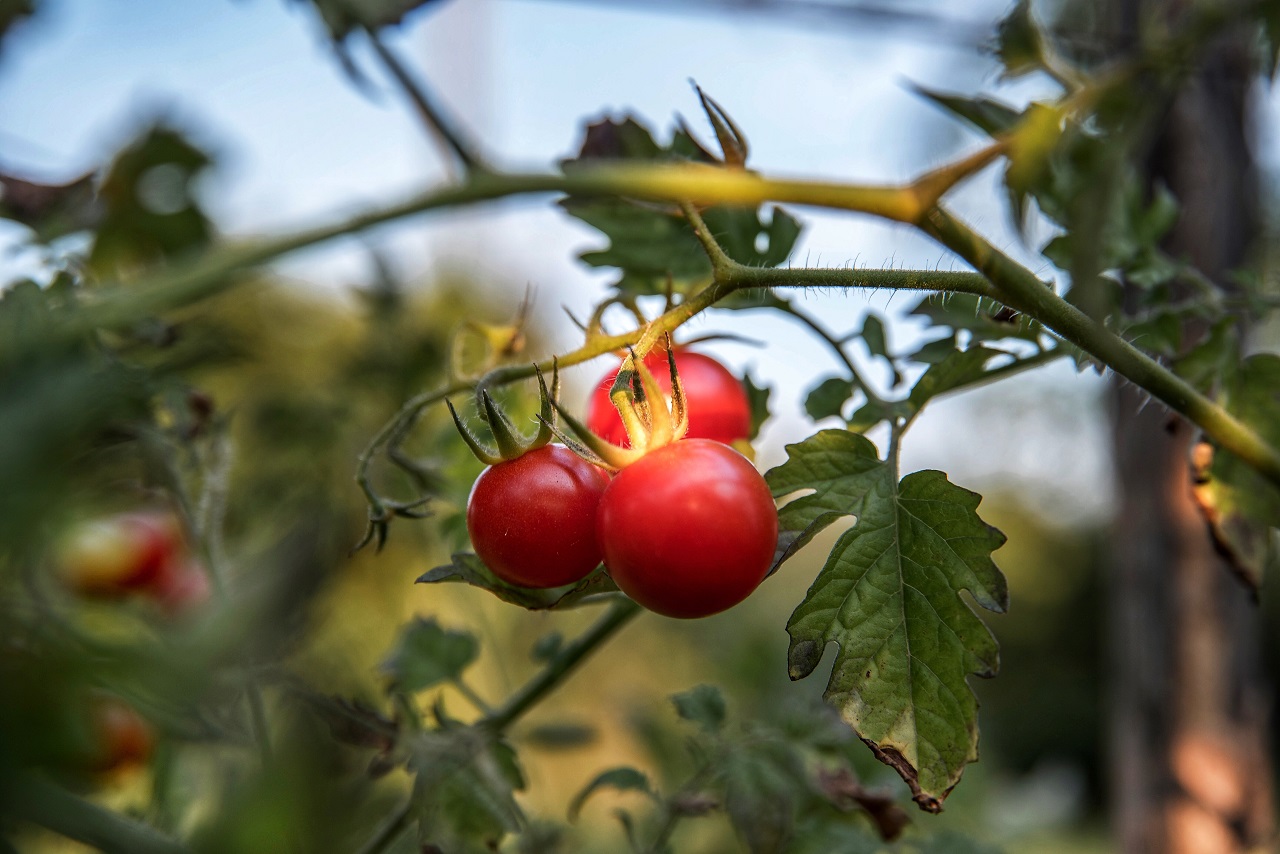 three tomatoes