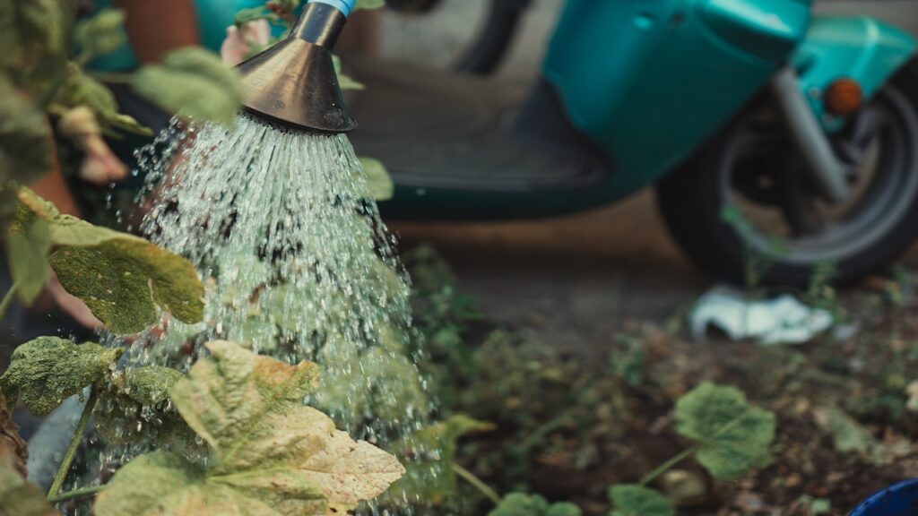 The Correct Way to Water Your Plants