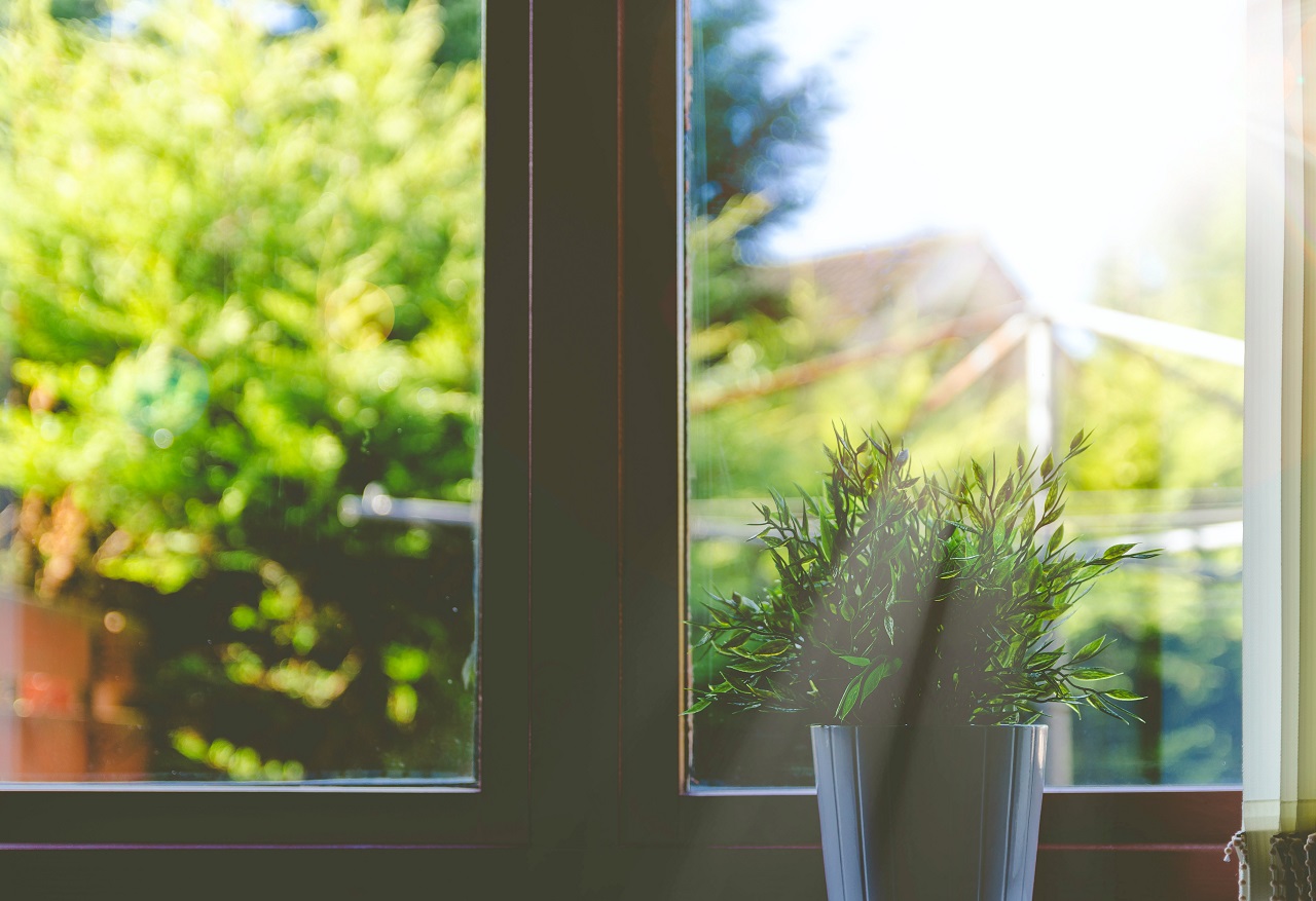 window plant sun