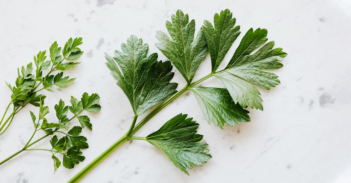 Just a Few Steps For an Endless Supply of Fresh Parsley