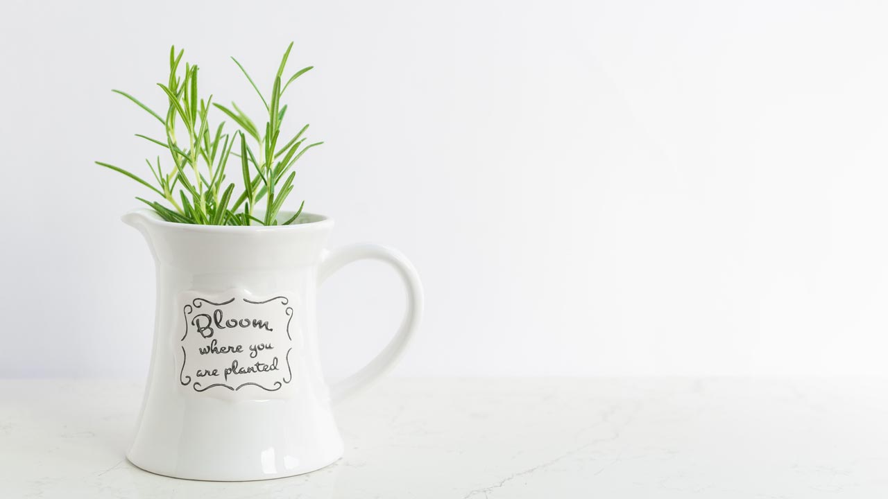 Rosemary