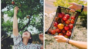 Useful Advice for Pruning Your Pomegranate Tree