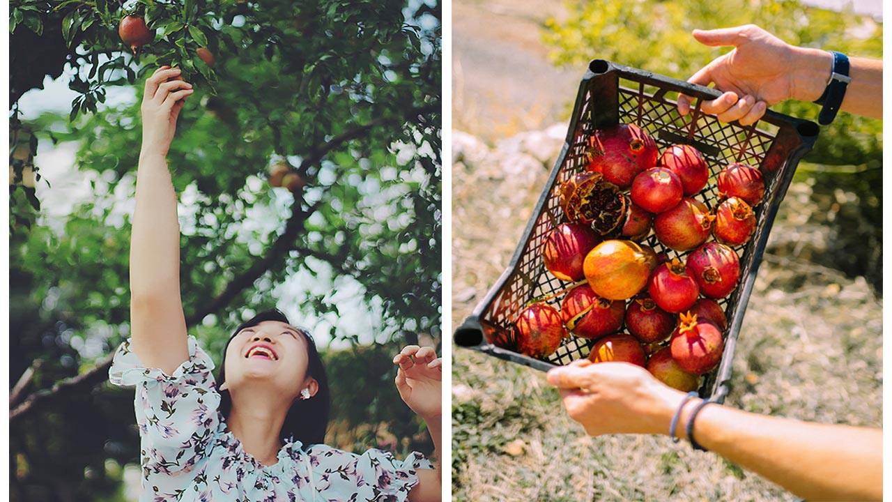 lady and a basket of Pomegranates
