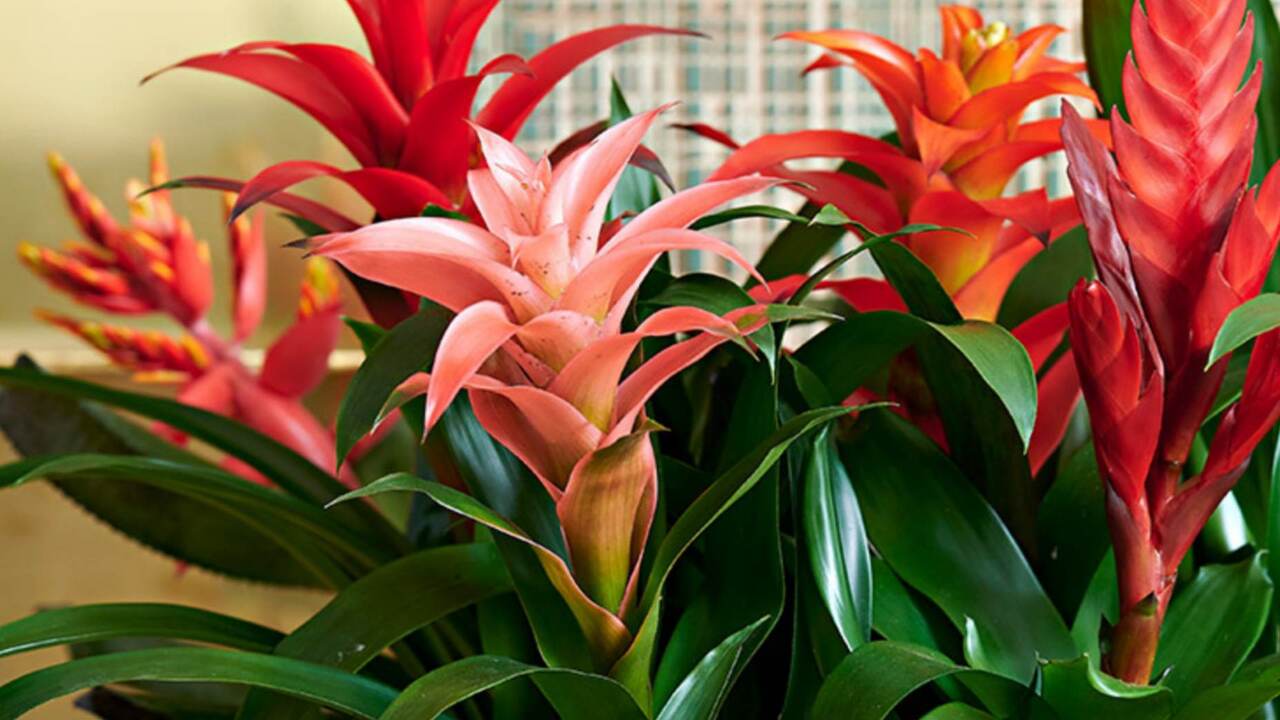 red bromeliad