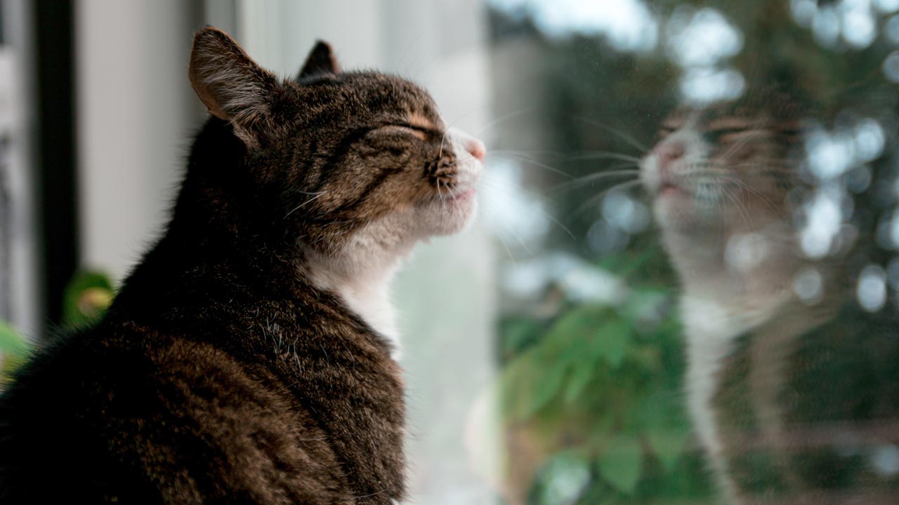 A cat sitting in front of a window, enjoying the view.