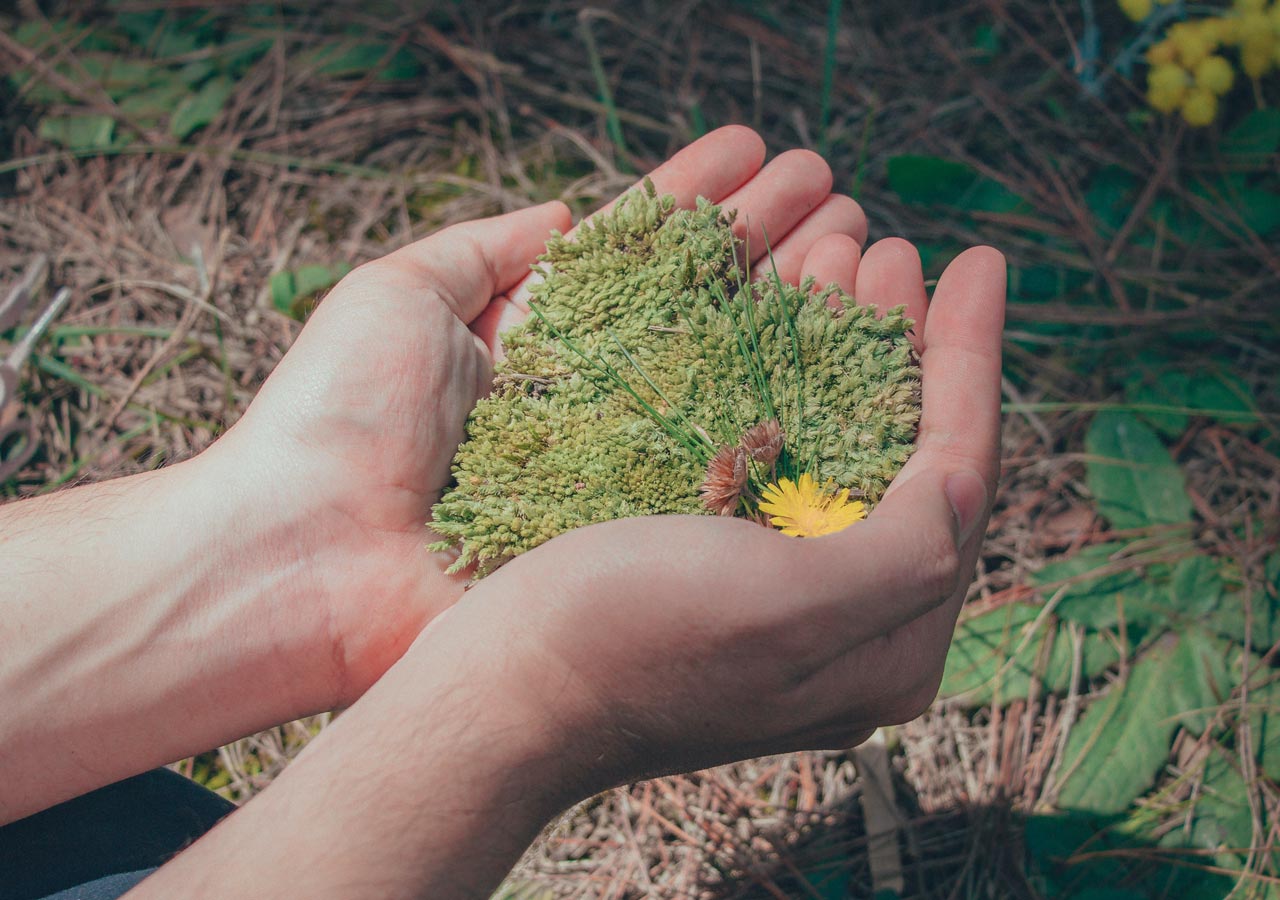 hands holding plants