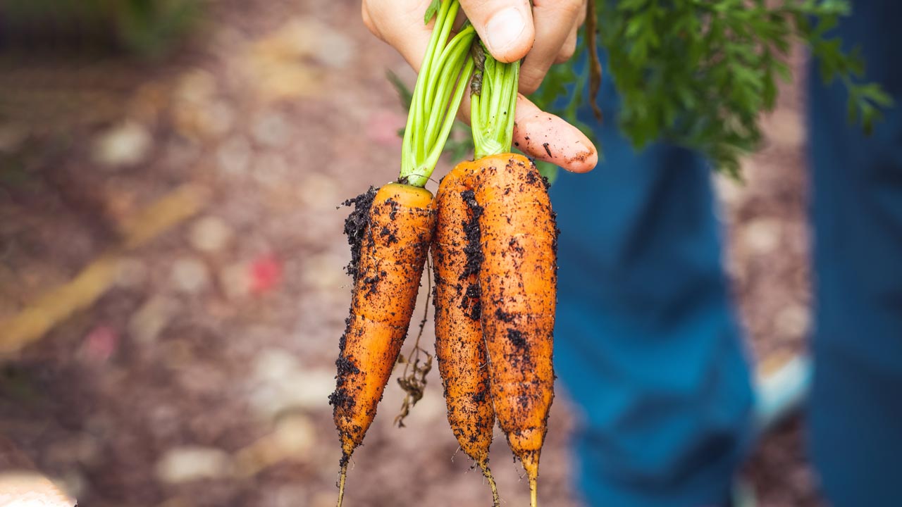 fresh carrots from the farm
