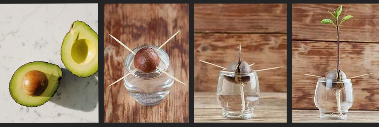 process of growing an avocado