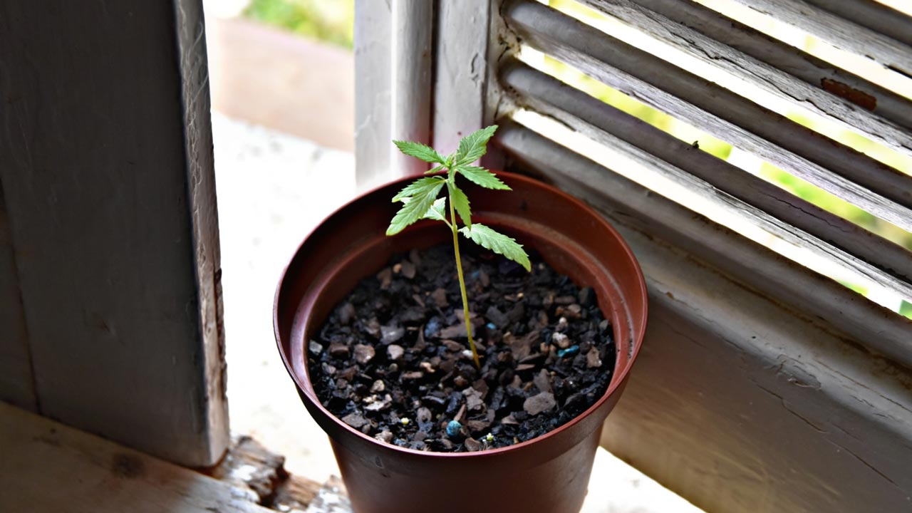 grow a plant in a pot