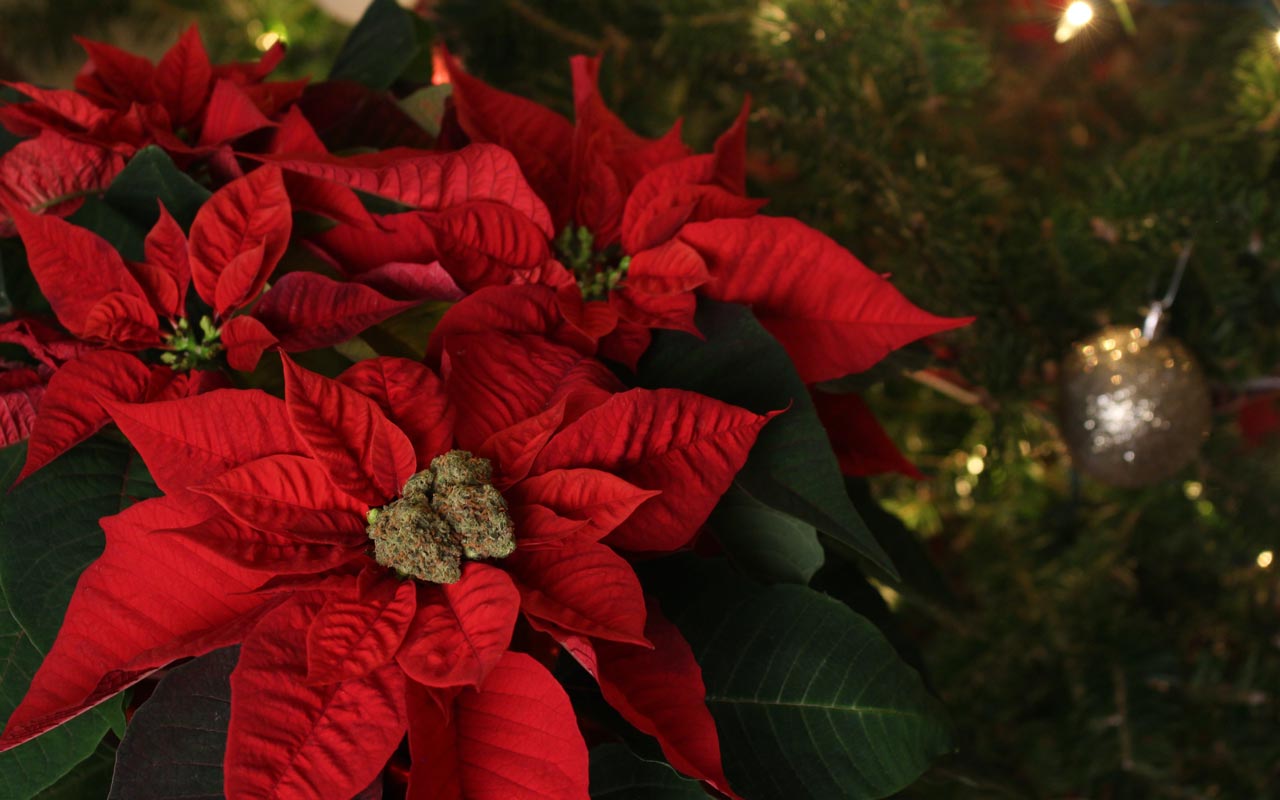 poinsettias