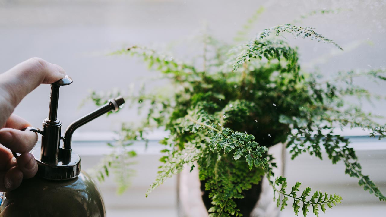 watering the plant