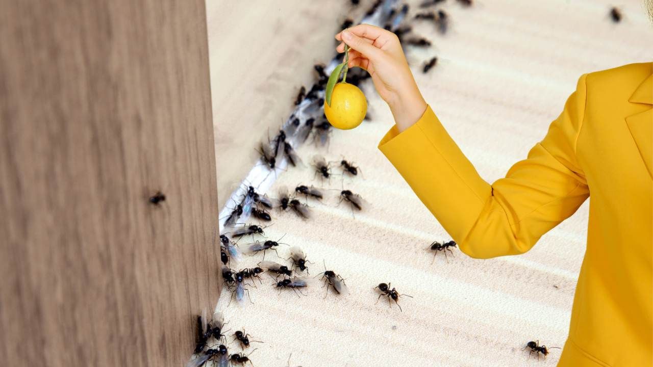 kick out ants with a lemon