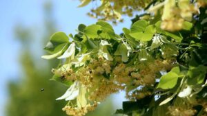 How to Recognize the Linden Tree and Why it is Important to Have It in the Garden