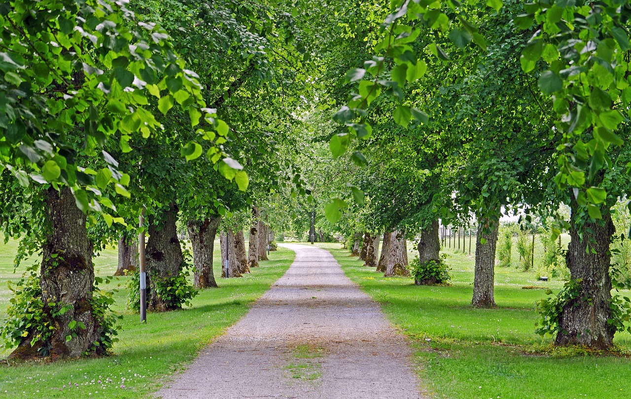 linden trees