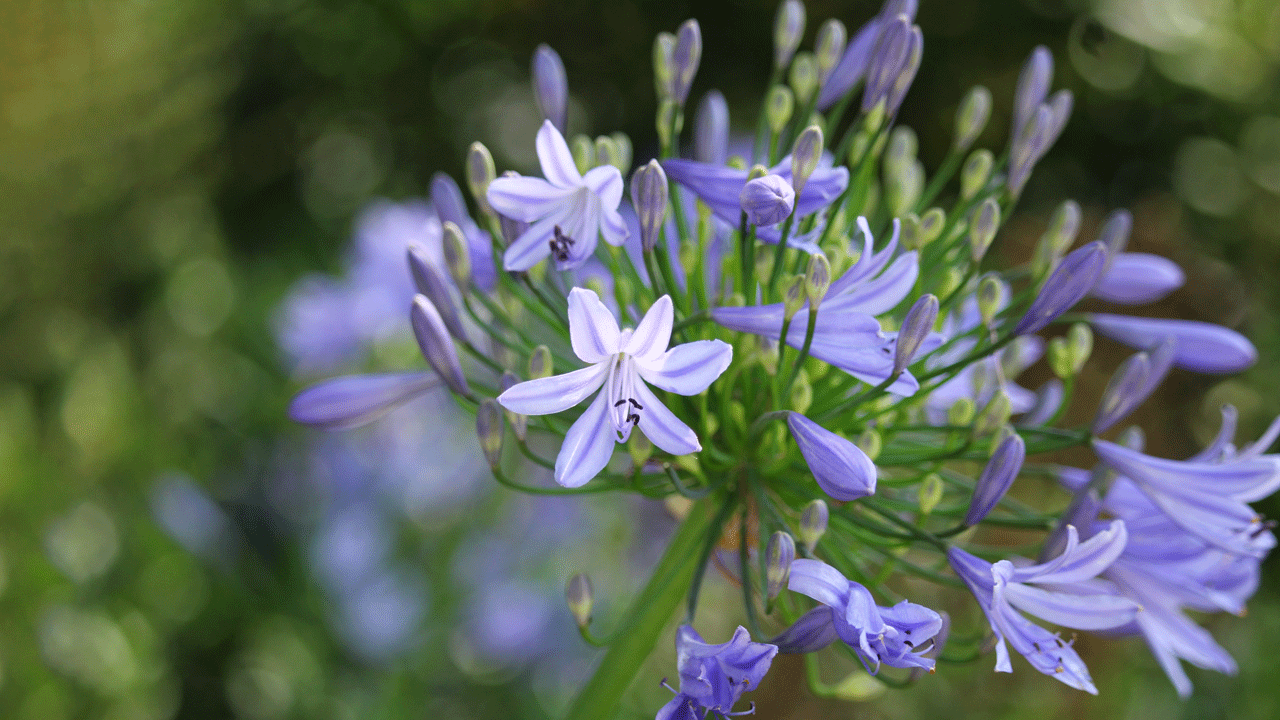 African lily