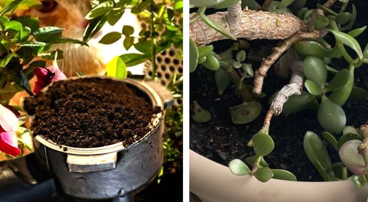 Fertilization and Pest Care