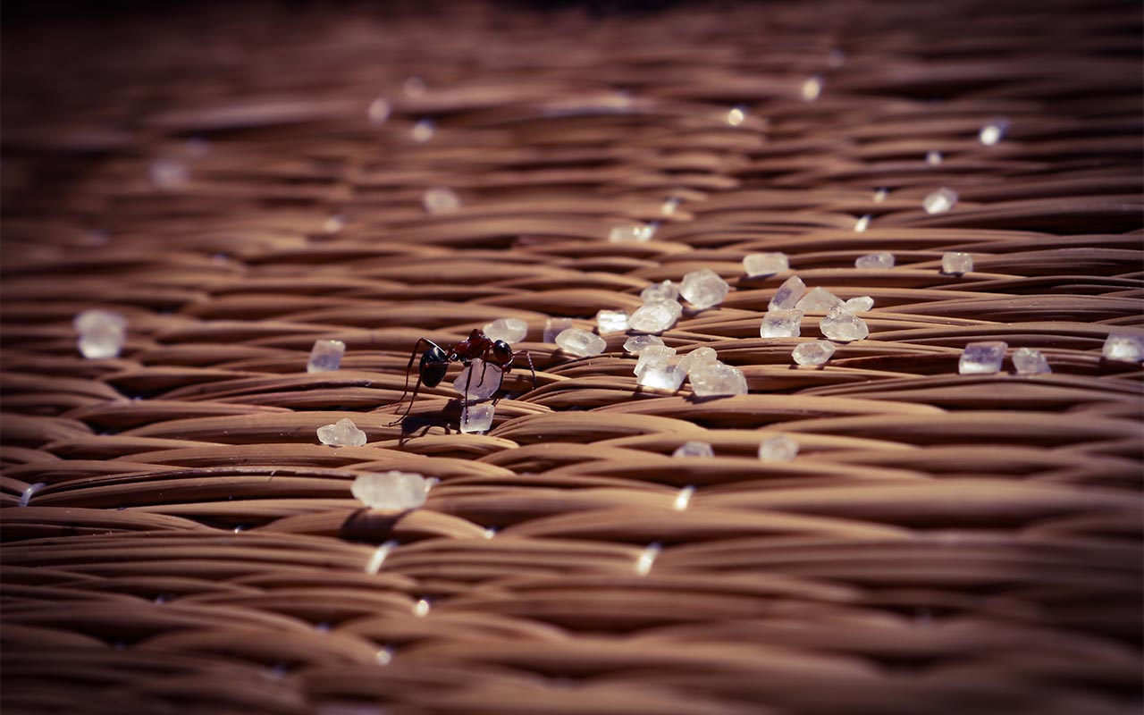 an ant surrounded by sugar