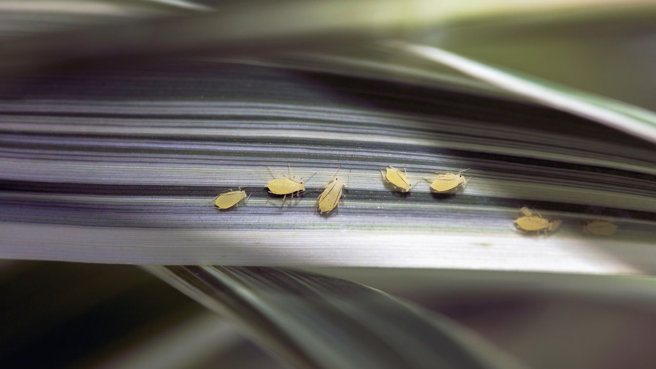 aphids