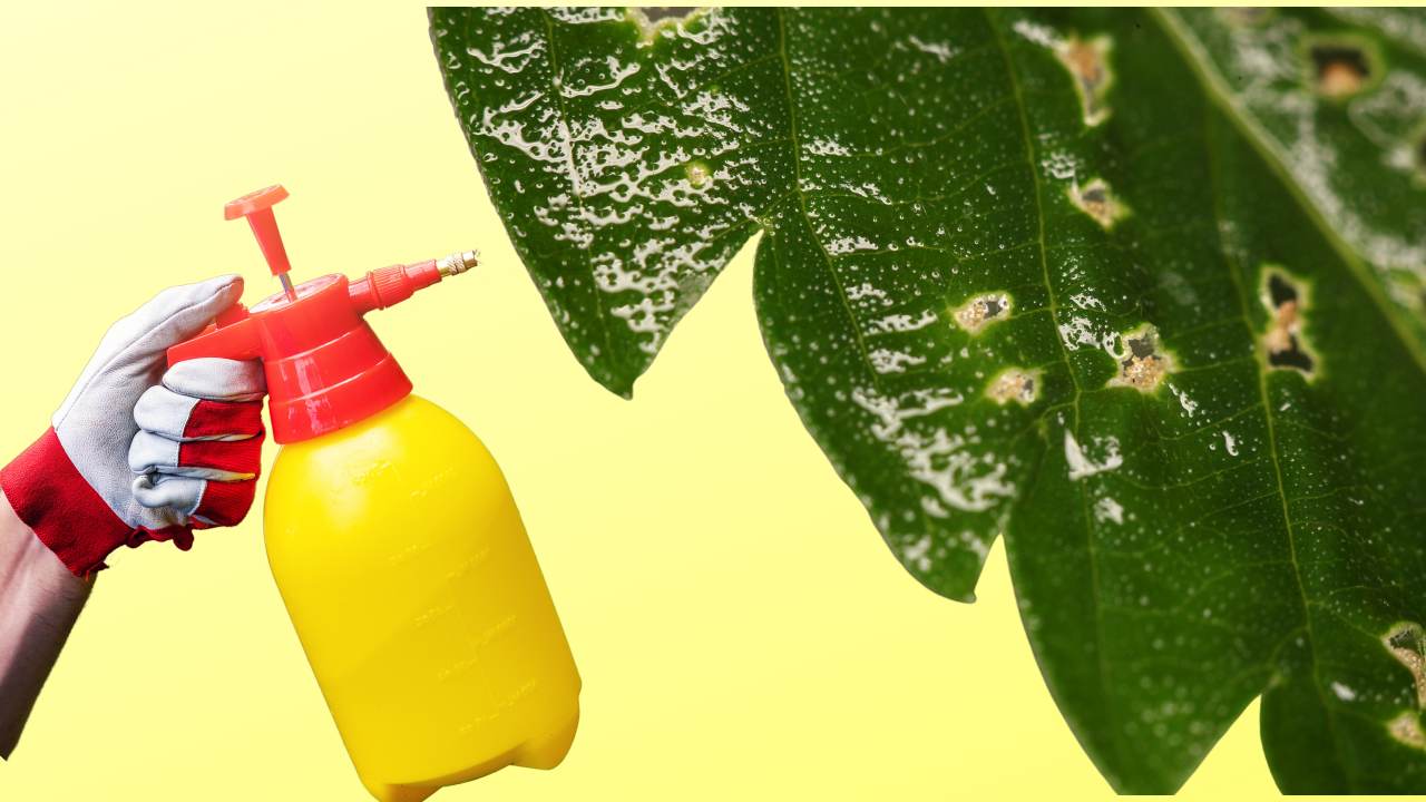 anti-mite with baking soda