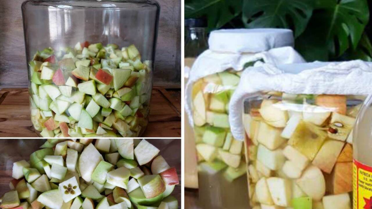 making apple vinegar