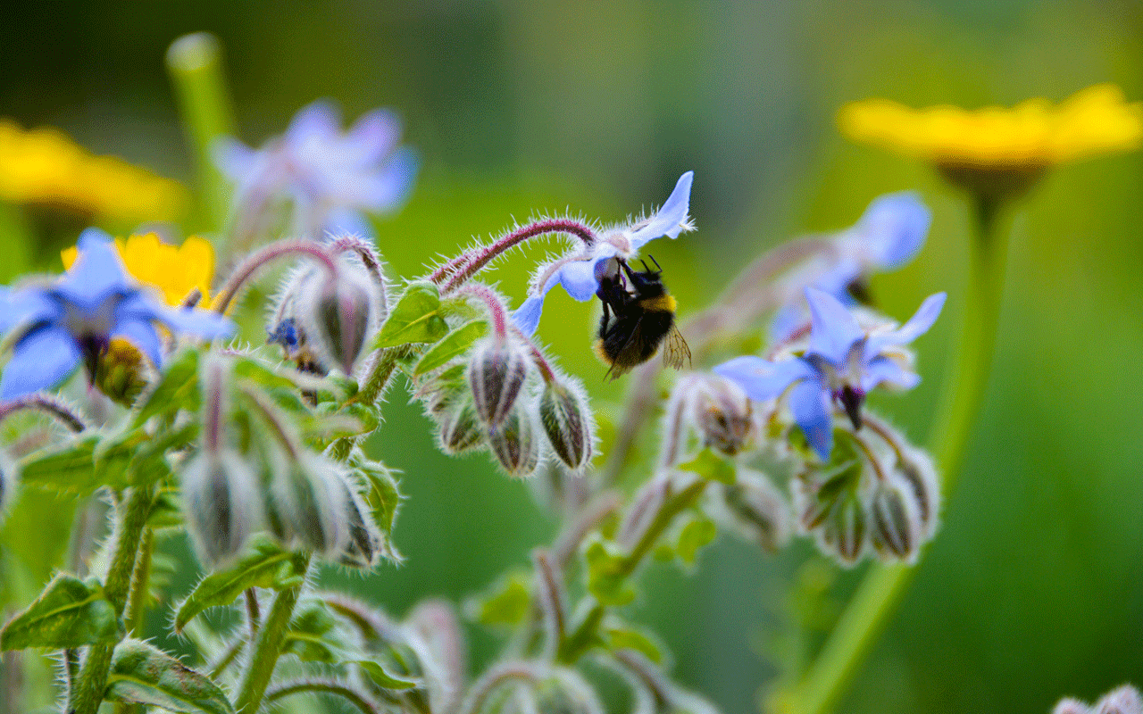 borage and bee