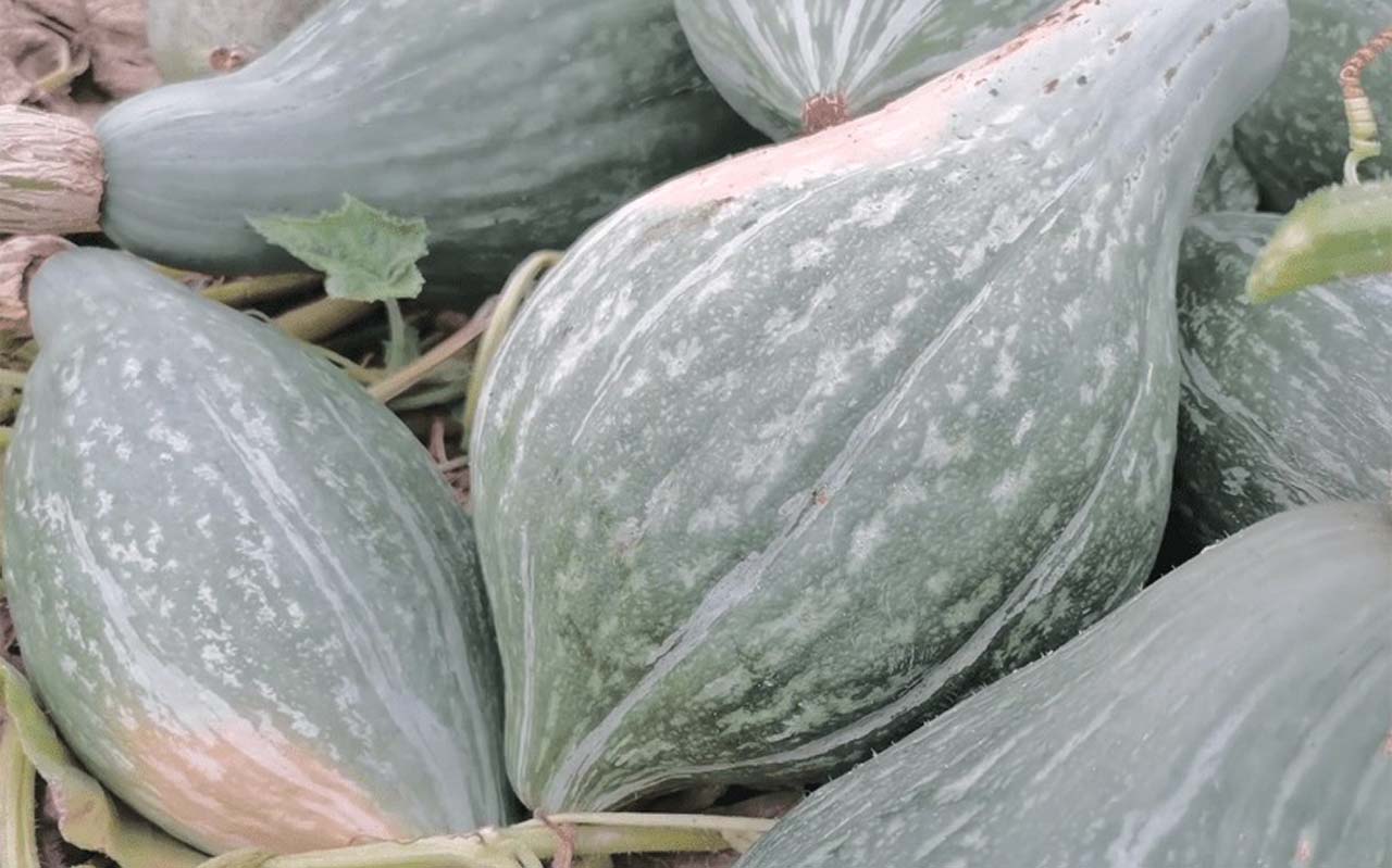 blue hubbard squash