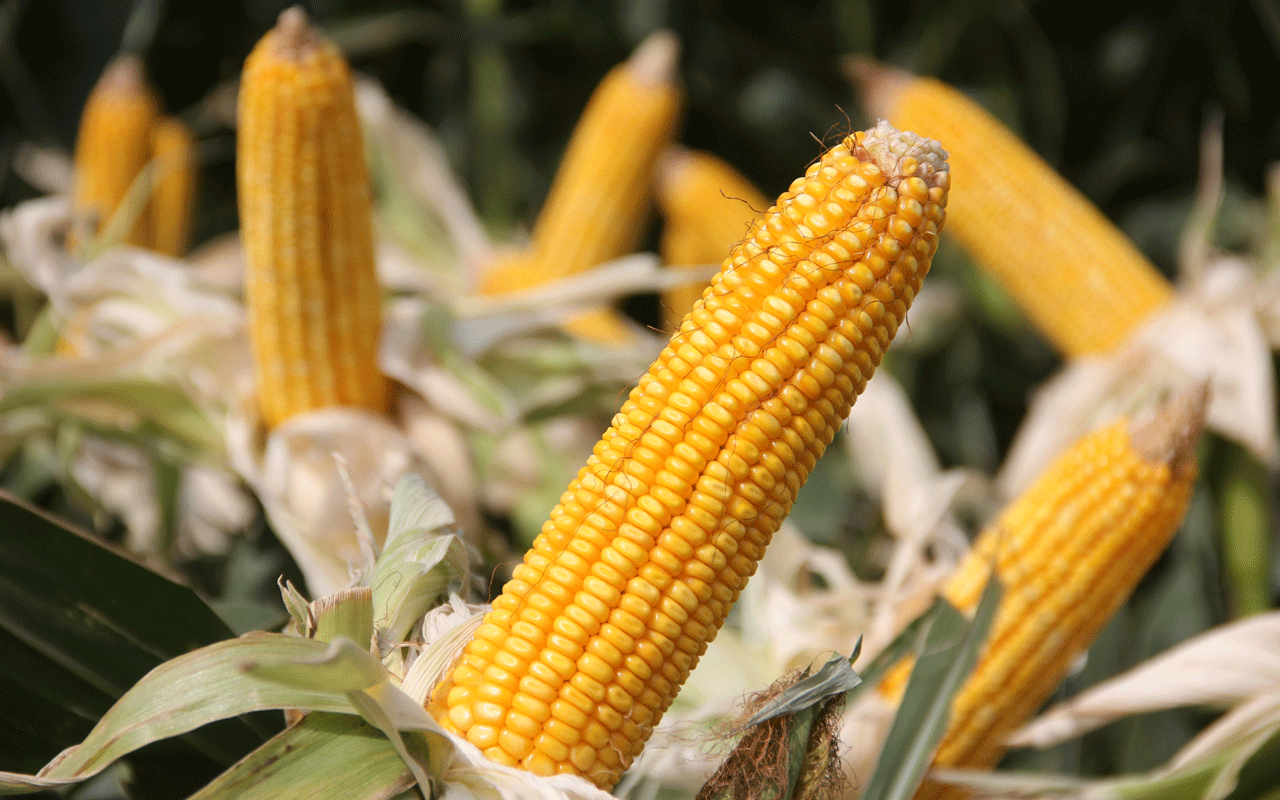 corns