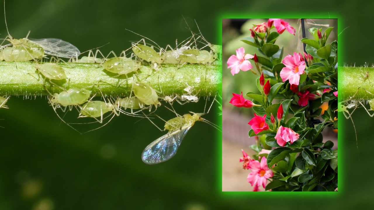 protect dipladenia from the attack of parasites