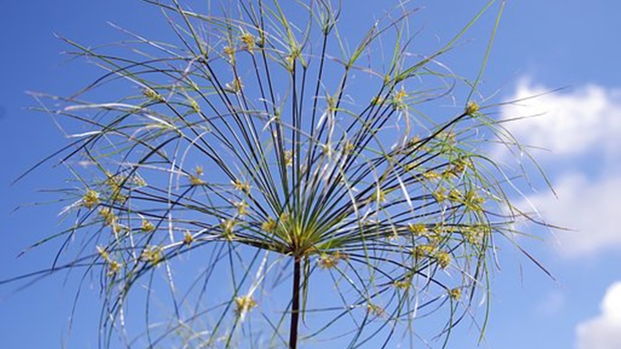 false papyrus has a tall, upright, and branched stem