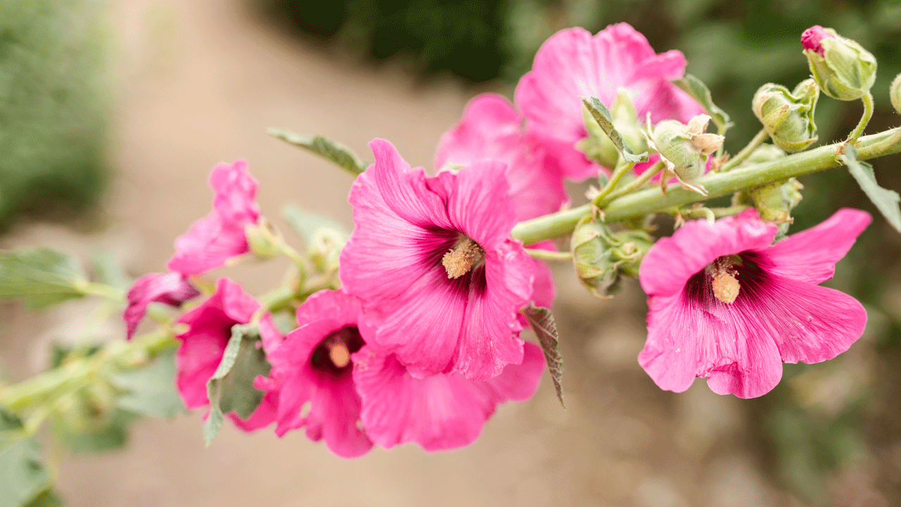 hollyhock