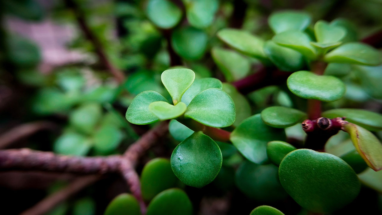 jade tree