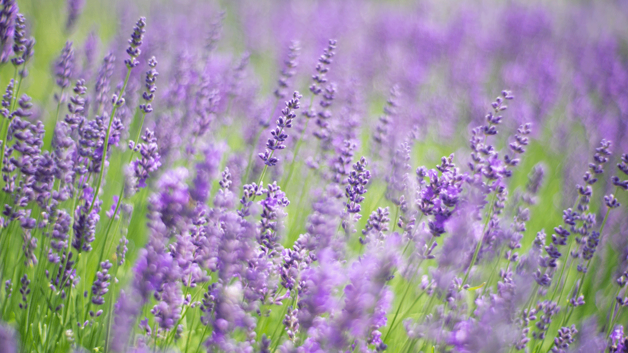 lavender
