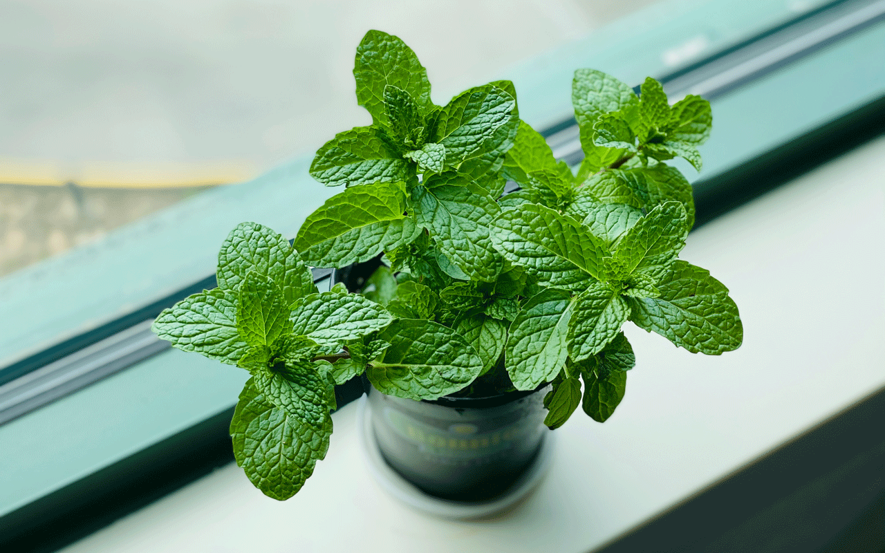 mint plant