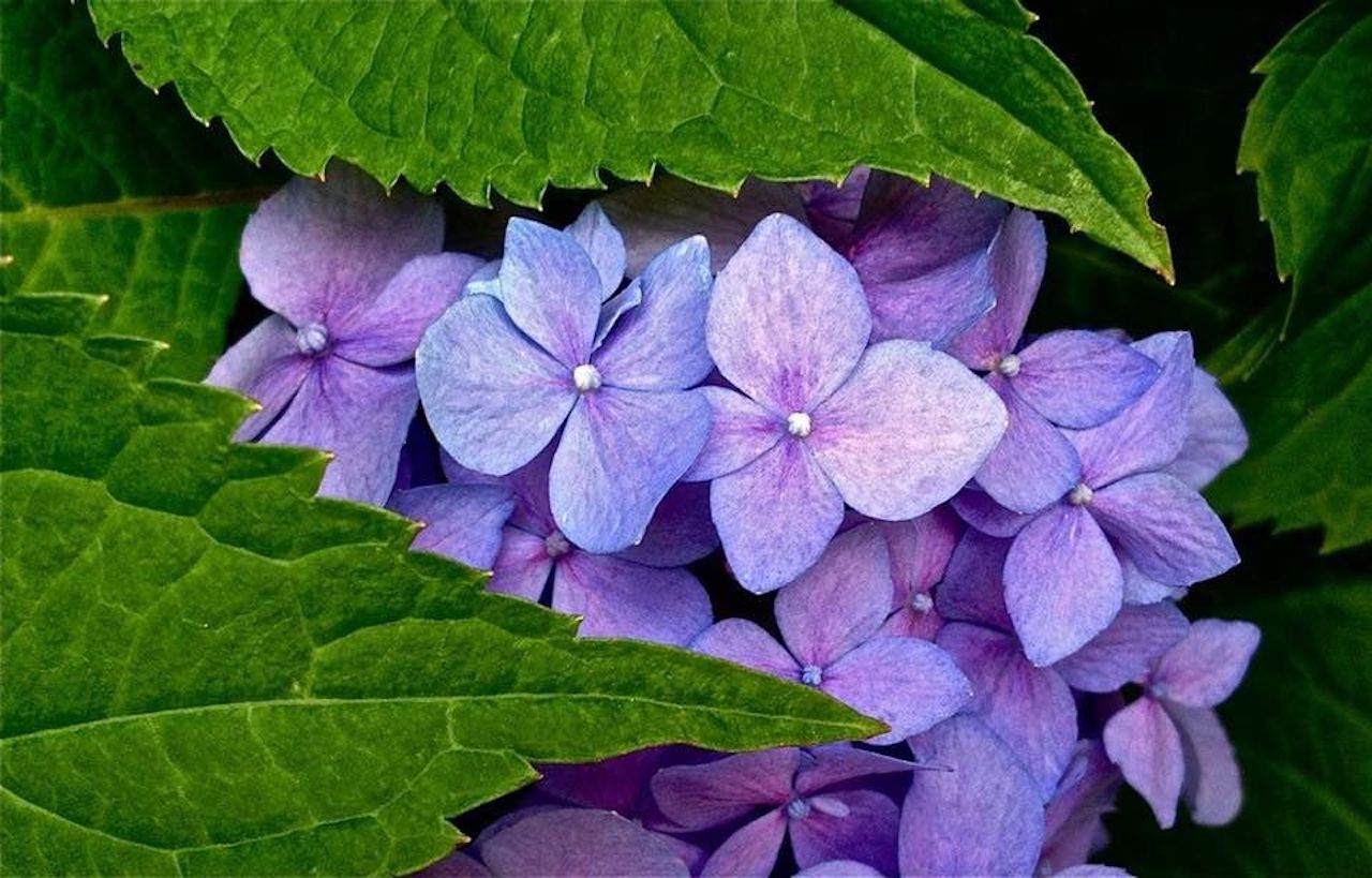 Sun and water, This alternating pattern helps the plant grow well