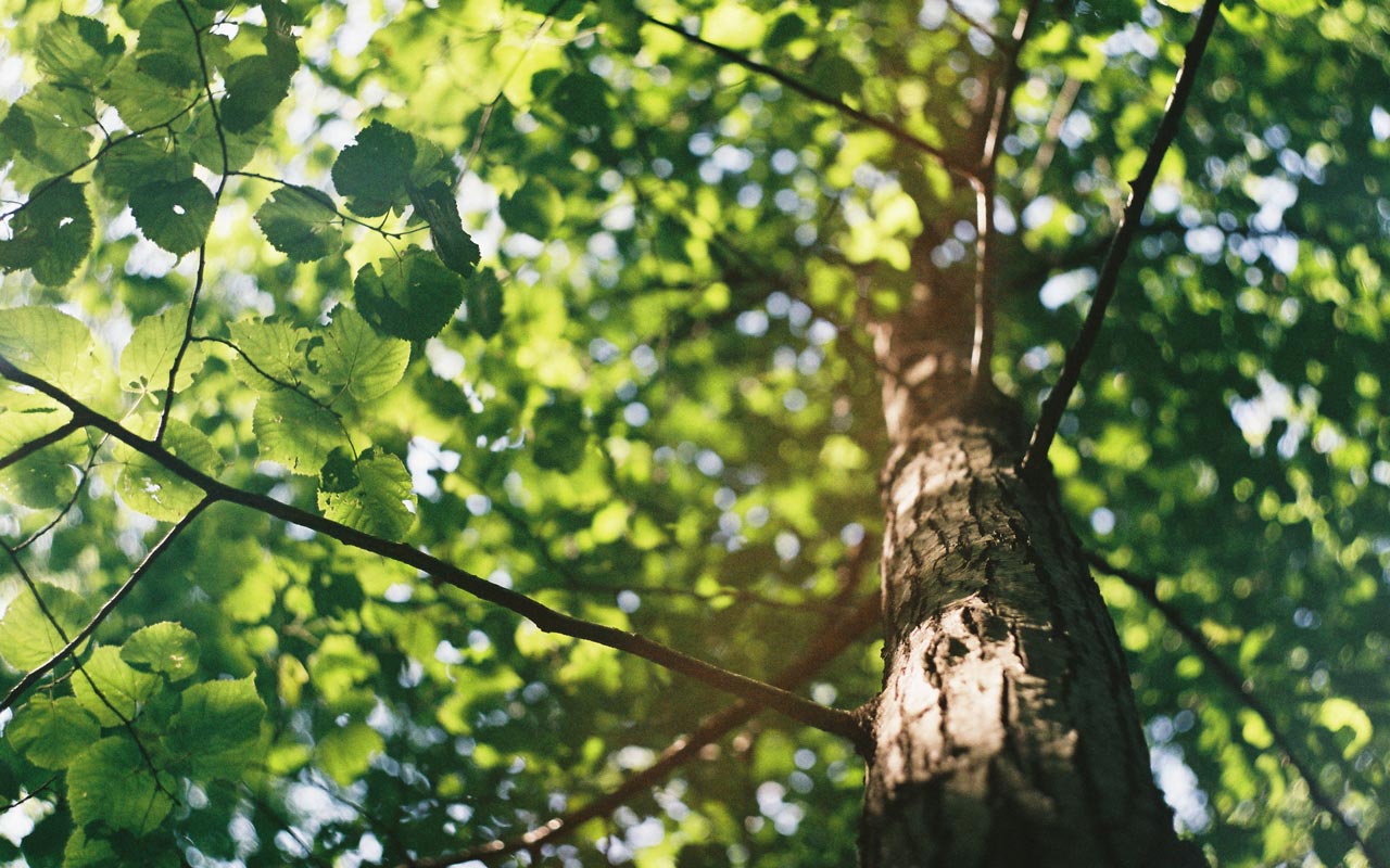 linden tree