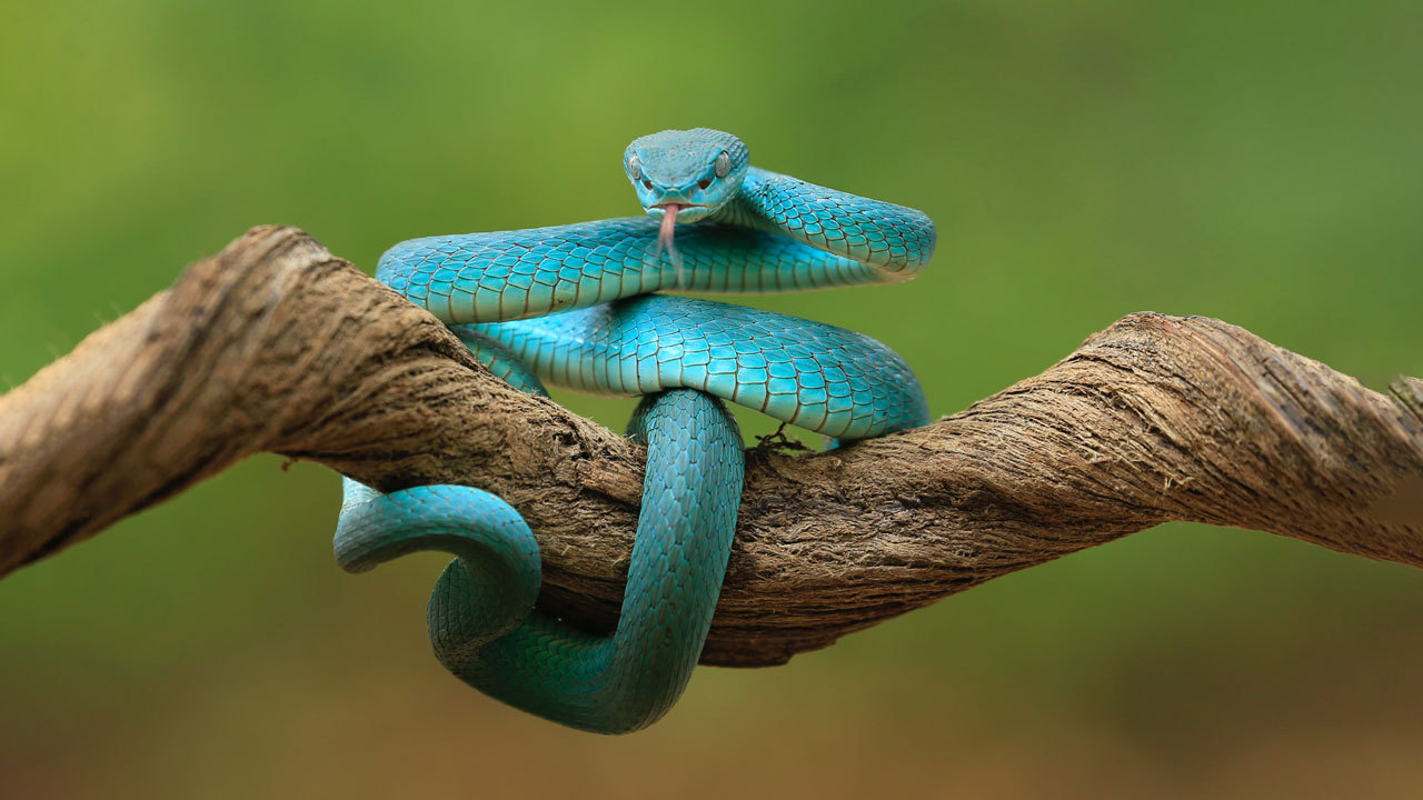 Encounter with a viper: things to know