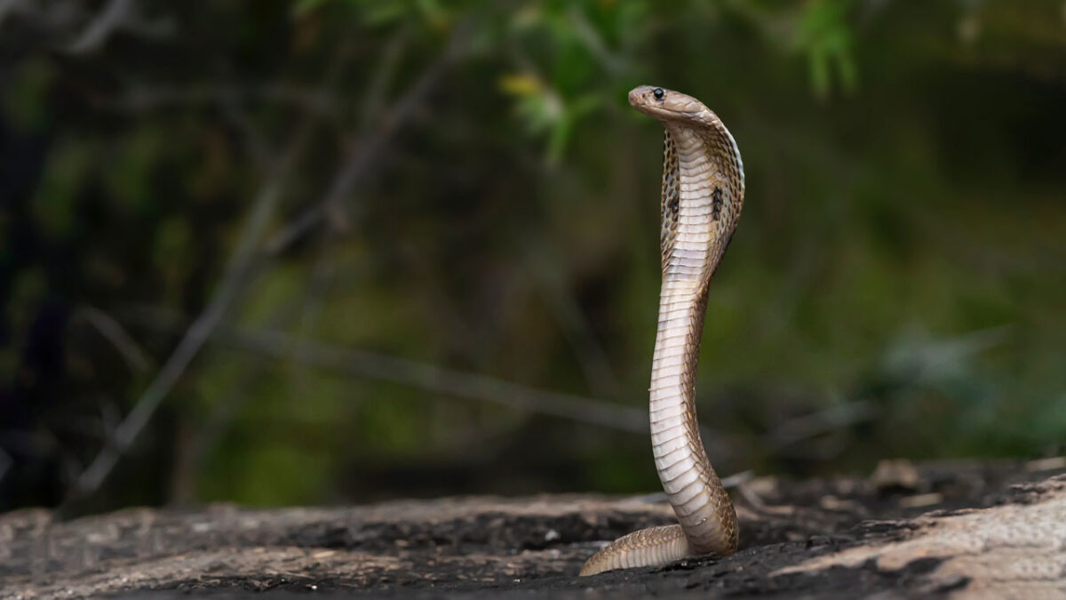 8 Things You Need to Know Before Meeting s Viper