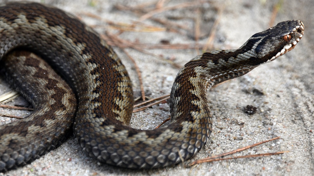 things to know when meeting a viper