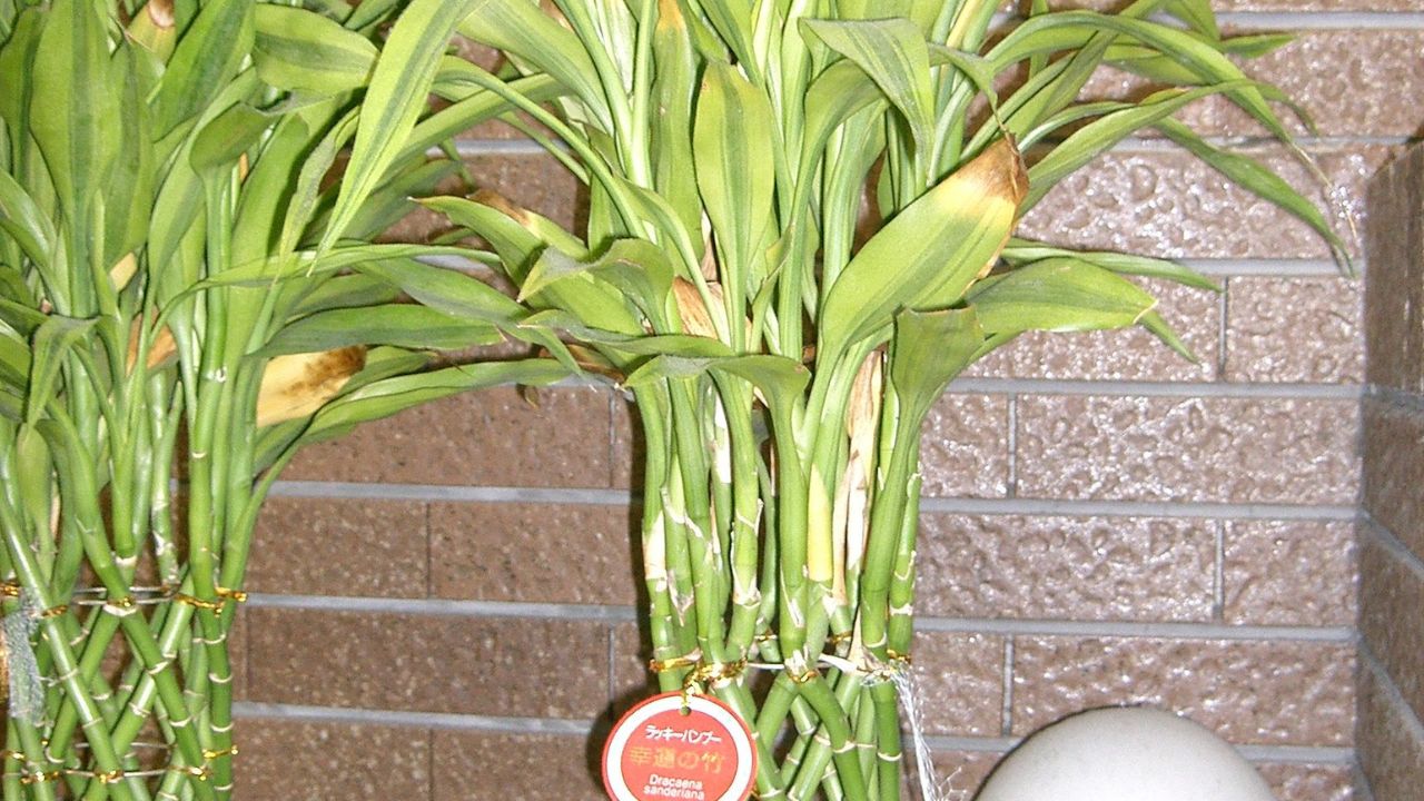 correct techniques to be implemented growing lucky bamboo