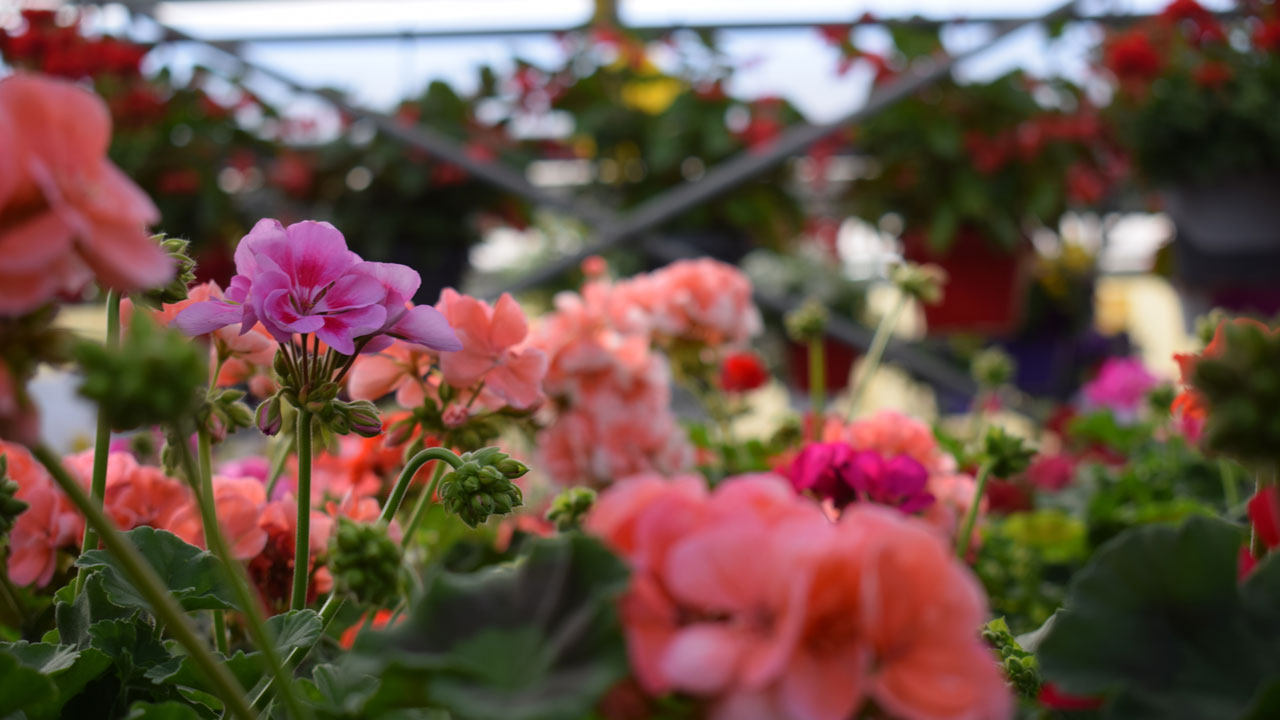 trick for accelerating Geraniums' blooming