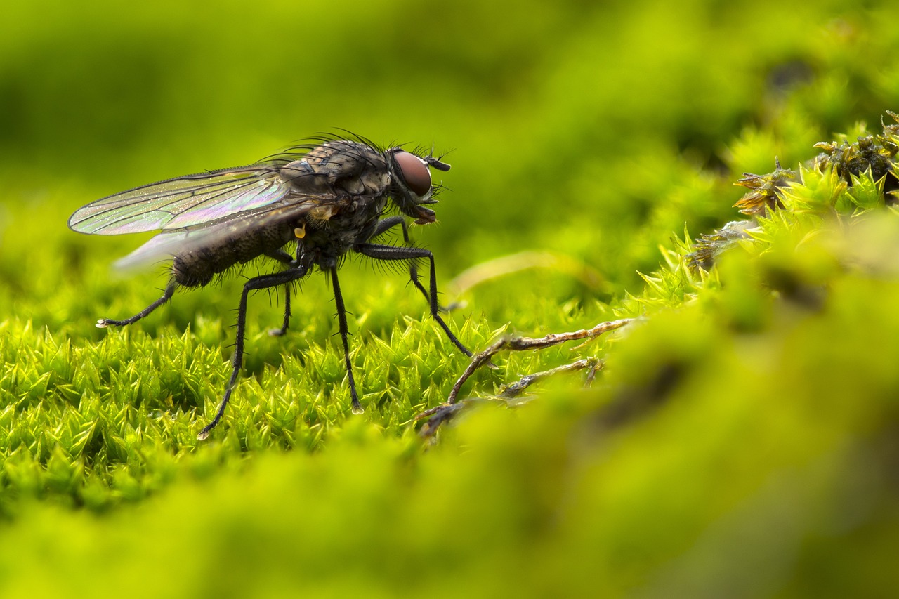 a fly on the grass