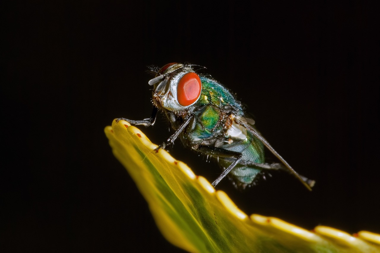 displaying mosquito