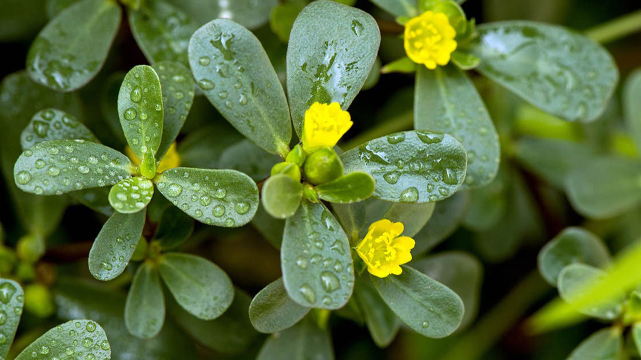 Purslane contains many antioxidants , vitamins such as A, C and E, as well as minerals
