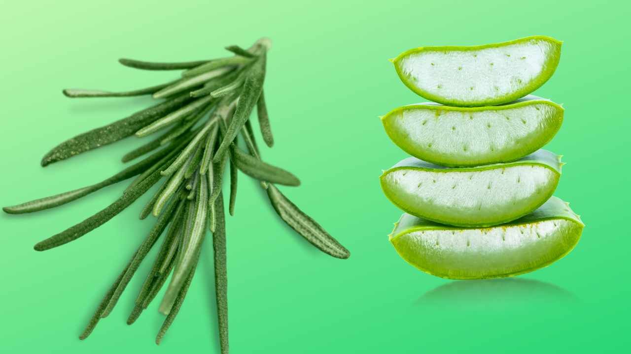 rosemary and aloe vera slices