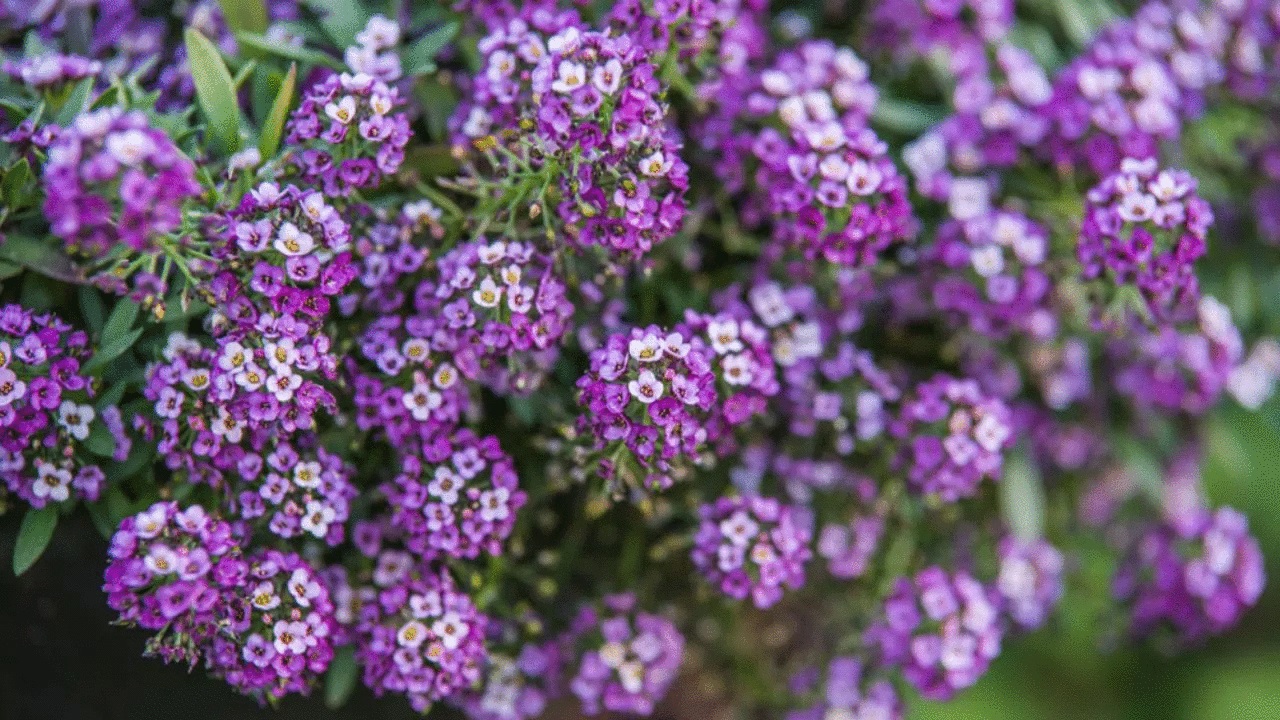 Alyssum plants typically bear deep purple flowers, although variations exist that yield pink or white blossoms