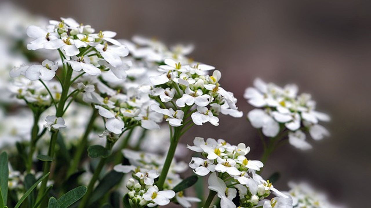 The name "alyssum" originates from Greek and means "without anger"