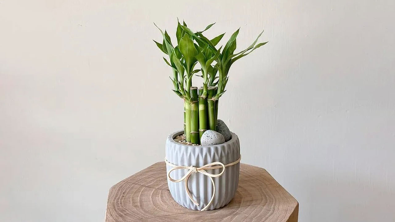 tips for growing lucky bamboo