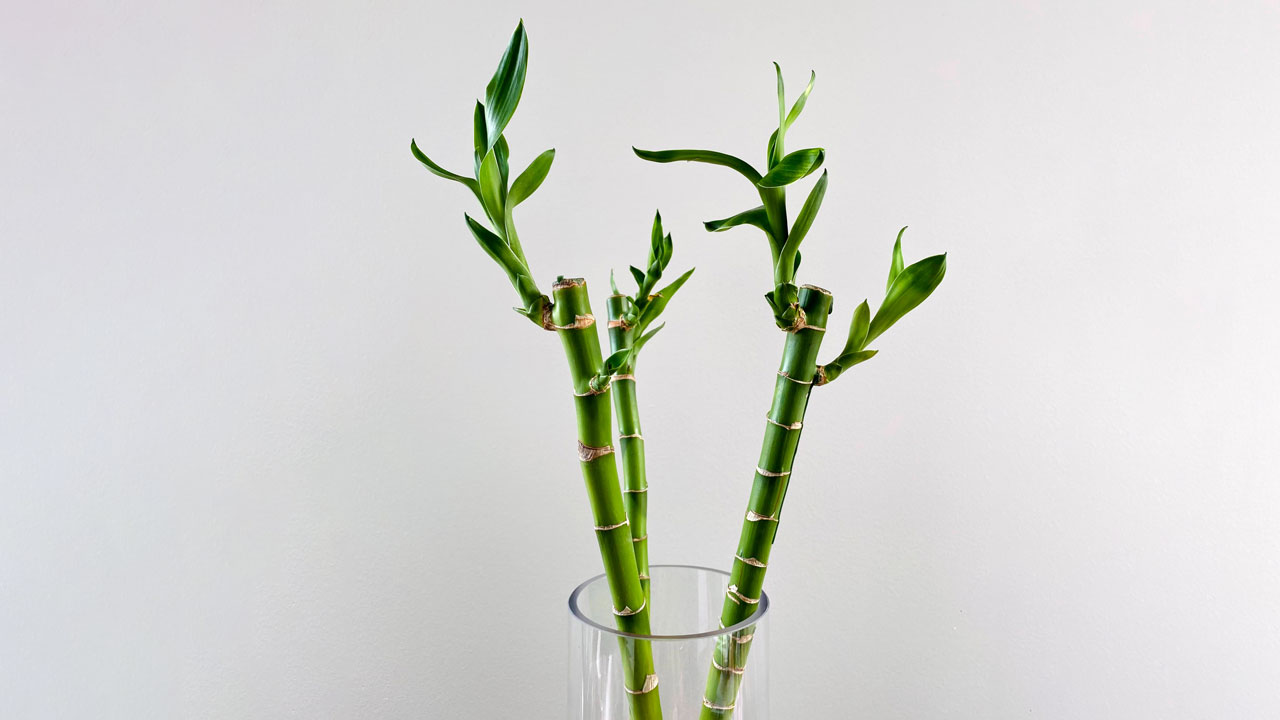 make sure the stems have at least one bud, as the roots will develop from there