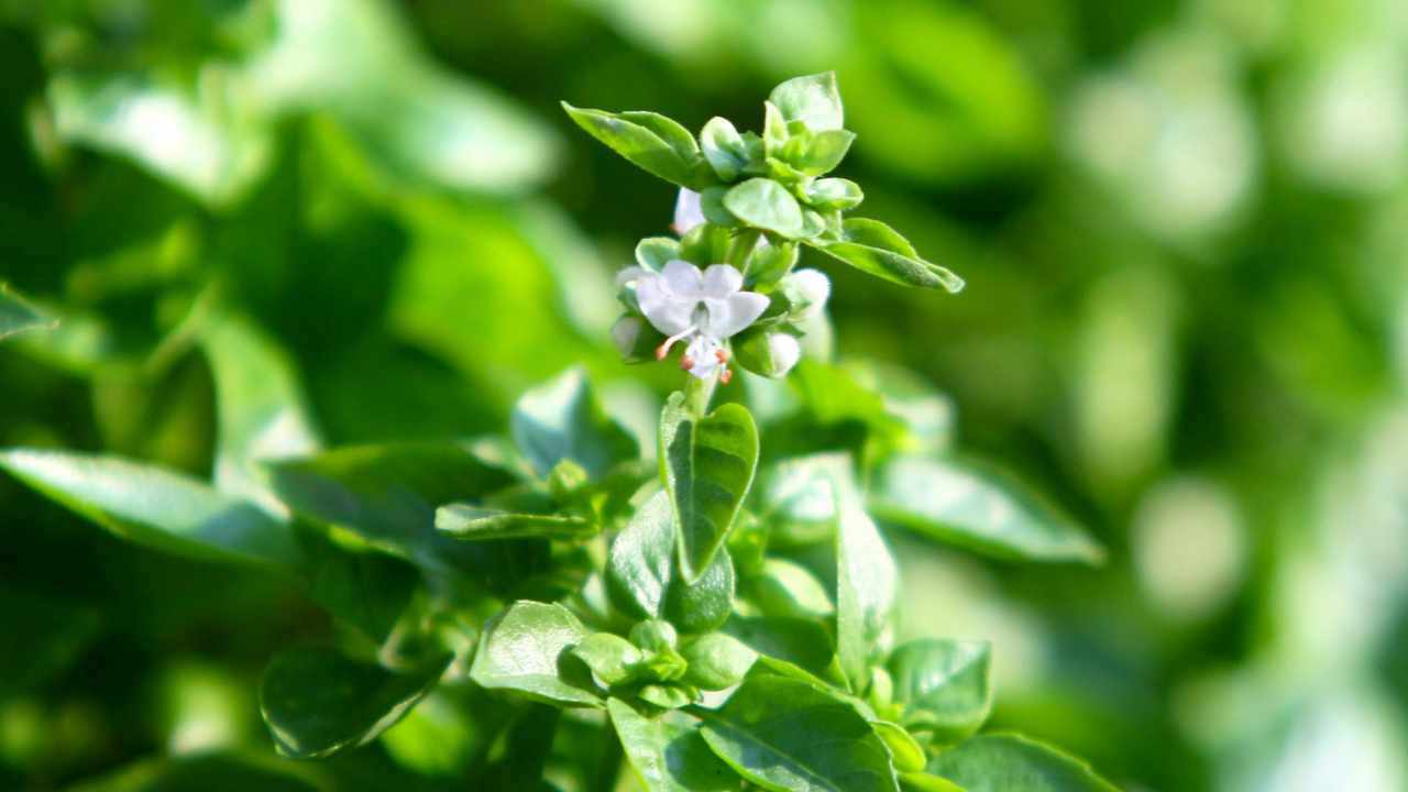 basil with flowers
