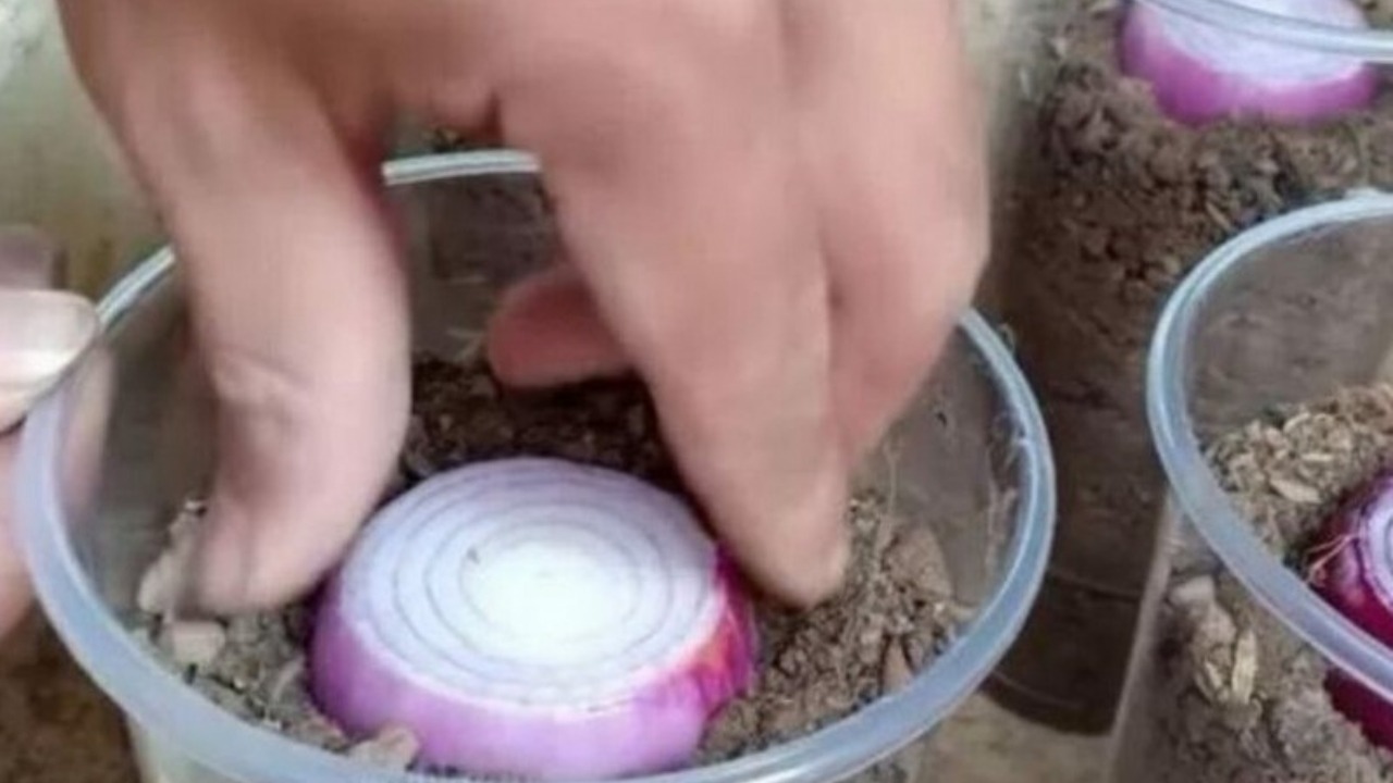 growing onions in plastic cups